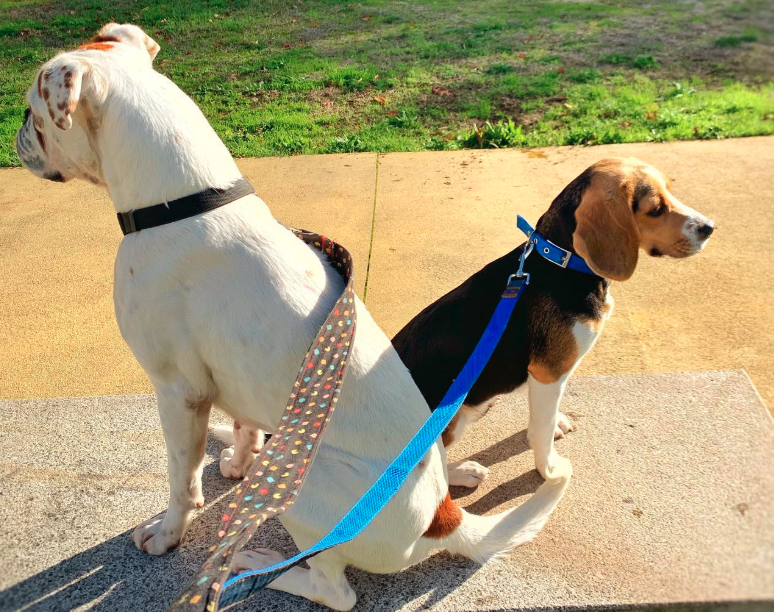 Zona de treino profissional