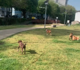 Parque de diversão canina