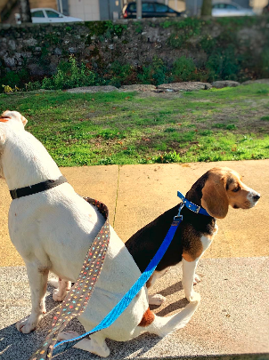 Sala de banho e tosquia